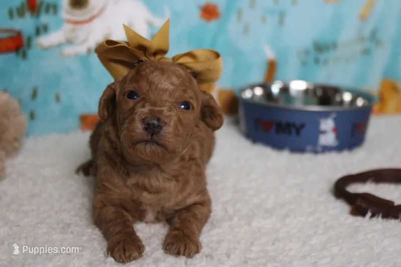 Valencia  – Poodle - Miniature  puppy for sale in Trenton, MO