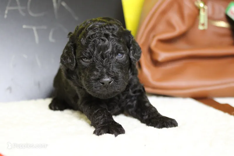 Peppercorn  – Poodle - Toy  puppy for sale in Trenton, MO
