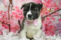 Jonathon , a male Akita for sale in Trenton, MO – 3 of 9
