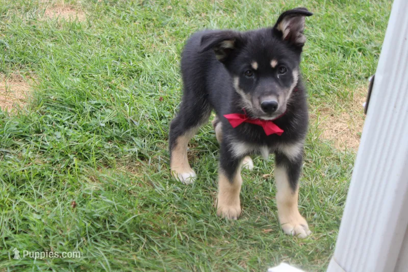 Bergamont  – Siberian Husky, Miniature Aussiedoodle puppy for sale in Trenton, MO