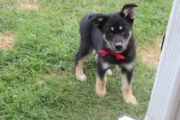 Bergamont , a male Siberian Husky and Miniature Aussiedoodle for sale in Trenton, MO – 1 of 9
