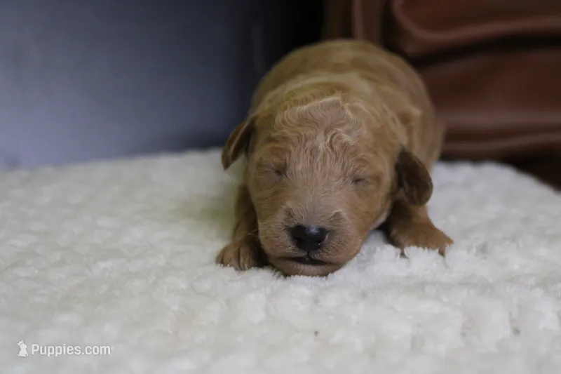 Gnocchi – Miniature Goldendoodle puppy for sale in Trenton, MO