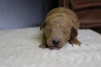 Gnocchi, a male Miniature Goldendoodle for sale in Trenton, MO – 1 of 8