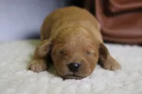 Ravioli , a male Miniature Goldendoodle for sale in Trenton, MO – 2 of 7
