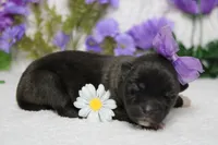 Ambrosia , a female Akita for sale in Trenton, MO – Photo 7 of 8