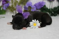 Ambrosia , a female Akita for sale in Trenton, MO – Photo 3 of 8