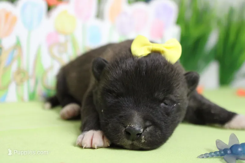 Ambrosia  – Akita puppy for sale in Trenton, MO