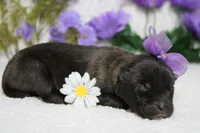 Ambrosia , a female Akita for sale in Trenton, MO – Photo 6 of 8