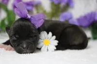 Ambrosia , a female Akita for sale in Trenton, MO – Photo 4 of 8