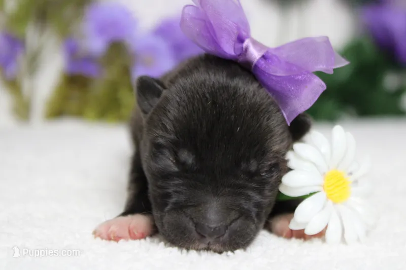 Ambrosia  – Akita puppy for sale in Trenton, MO