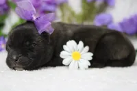 Ambrosia , a female Akita for sale in Trenton, MO – Photo 5 of 8