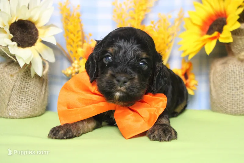Ripple  – Cockapoo puppy for sale in Trenton, MO