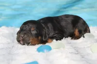 Gelato, a male Cocker Spaniel and Poodle - Toy  for sale in Trenton, MO – 3 of 7