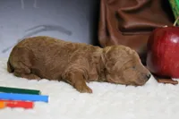 Seville, a male Poodle - Miniature  for sale in Trenton, MO – 4 of 6