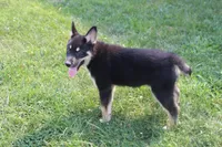 Magnolia , a male Siberian Husky and Miniature Aussiedoodle for sale in Trenton, MO – 6 of 8