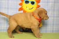 Brioche , a male Golden Retriever for sale in Trenton, MO – 6 of 6