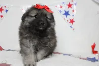 Anna , a female Keeshond for sale in Trenton, MO – 4 of 10
