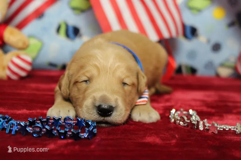 Brioche  – Golden Retriever puppy for sale in Trenton, MO