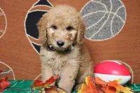 Meatball , a male Goldendoodle for sale in Trenton, MO – 4 of 10