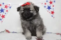 Elsa , a female Keeshond for sale in Trenton, MO – 2 of 8