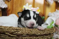 Sasha , a female Siberian Husky for sale in Trenton, MO – 2 of 8