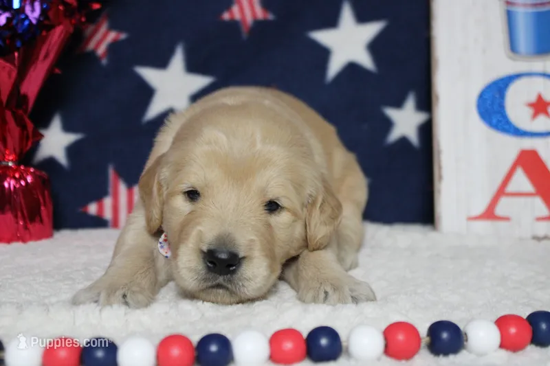Challah  – Golden Retriever puppy for sale in Trenton, MO