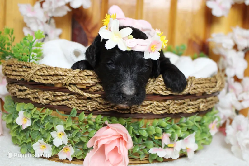 Raveena  – Bernedoodle puppy for sale in Trenton, MO