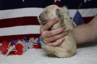 Focaccia , a male Golden Retriever for sale in Trenton, MO – 10 of 10