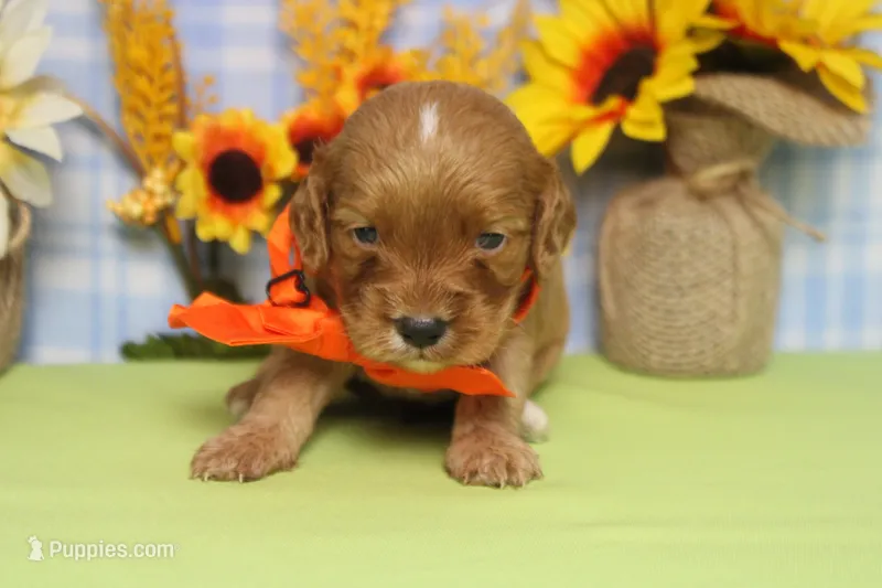 Sherbet  – Cockapoo puppy for sale in Trenton, MO