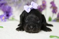 Pandora , a female Poodle - Toy  for sale in Trenton, MO – 3 of 10