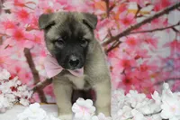 Braeburn, a male Akita for sale in Trenton, MO – 5 of 9