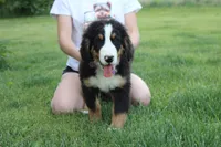 Moose , a male Bernese Mountain Dog for sale in Trenton, MO – 6 of 10