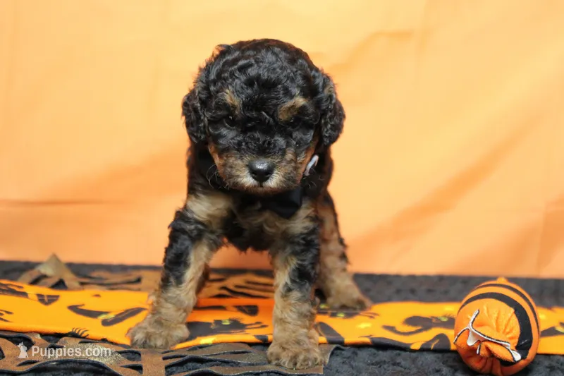 Ray  – Poodle - Toy  puppy for sale in Trenton, MO