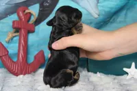 Rocky , a male Cocker Spaniel and Poodle - Toy  for sale in Trenton, MO – 5 of 6