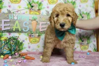 Crush, a male Miniature Goldendoodle for sale in Trenton, MO – Photo 3 of 7