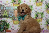 Crush, a male Miniature Goldendoodle for sale in Trenton, MO – Photo 5 of 7