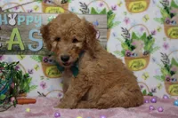 Crush, a male Miniature Goldendoodle for sale in Trenton, MO – Photo 6 of 7