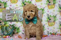 Crush, a male Miniature Goldendoodle for sale in Trenton, MO – Photo 1 of 7