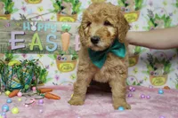 Crush, a male Miniature Goldendoodle for sale in Trenton, MO – Photo 2 of 7