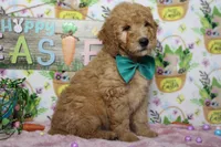 Crush, a male Miniature Goldendoodle for sale in Trenton, MO – Photo 7 of 7