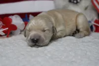 Focaccia , a male Golden Retriever for sale in Trenton, MO – 4 of 10