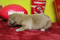 Lemon , a male Golden Retriever for sale in Trenton, MO – 4 of 7