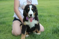Moose , a male Bernese Mountain Dog for sale in Trenton, MO – 4 of 10