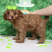 Cherry, a female Cavalier King Charles Spaniel and Poodle - Toy  for sale in Trenton, MO – Photo 5 of 7