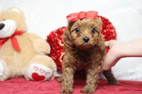 processed/9cd2501e-d169-45e7-acd6-876a5ac5eb5a/listing/466c4cf4-56df-4fa5-9268-b24bdf5d5dba/26a7e739-c62d-4e12-a166-66e8ccd82ad7