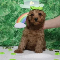 Cherry, a female Cavalier King Charles Spaniel and Poodle - Toy  for sale in Trenton, MO – Photo 3 of 7