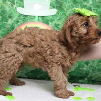 Cherry, a female Cavalier King Charles Spaniel and Poodle - Toy  for sale in Trenton, MO – Photo 7 of 7