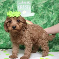 Cherry, a female Cavalier King Charles Spaniel and Poodle - Toy  for sale in Trenton, MO – Photo 6 of 7