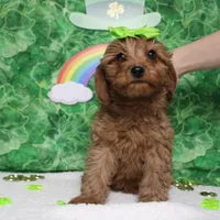 Cherry, a female Cavalier King Charles Spaniel and Poodle - Toy  for sale in Trenton, MO – Photo 2 of 7
