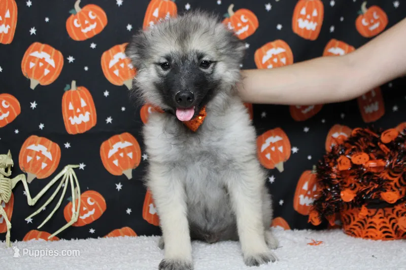Conner – Keeshond puppy for sale in Trenton, MO
